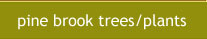 Pine Brook Wetlands Trees and Plants Listings